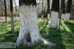 هشدار شورا در خصوص خشک شدن درختان پایتخت