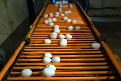 زیان روزانه مرغدران 7 میلیارد و 200 میلیون تومان