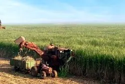 «عرضه شیرین»