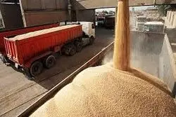 تخلیه کشتی حامل گندم کیفی در بندر شهید رجایی