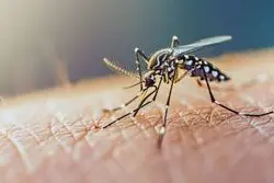 آمار ابتلای ایرانیان به تب دنگی در سال جاری/ بهترین مداخله برای مقابله با پشه آئدس