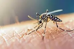 آمار ابتلای ایرانیان به تب دنگی در سال جاری/ بهترین مداخله برای مقابله با پشه آئدس