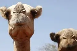 این موجودات قربانی گرما شدند 