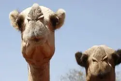 این موجودات قربانی گرما شدند 