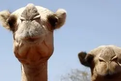 این موجودات قربانی گرما شدند 