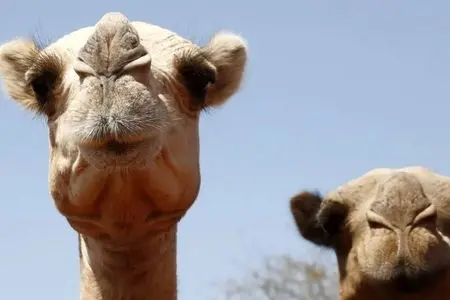 این موجودات قربانی گرما شدند 