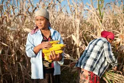 فائو: قیمت غذا برای هفتمین ماه متوالی کاهش یافت