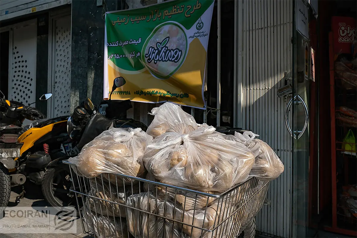 توقف صادرات سیب زمینی و پیاز/ وزیر جهاد کشاورزی: نباید از تولید غافل شویم