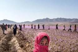 خشکسالی گریبان جوانان روستایی را گرفت؛ بهبود اشتغال در شهرها