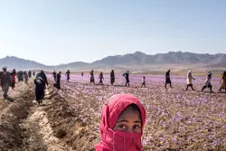 کوچ نیروی کار از بخش کشاورزی در پاییز 1401