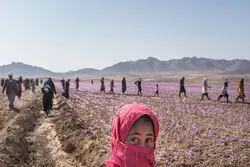 کوچ نیروی کار از بخش کشاورزی در پاییز 1401