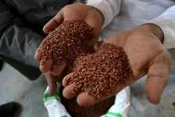 گران ترین برنج دنیا متعلق به کدام کشور است؟