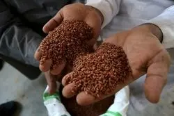 گران ترین برنج دنیا متعلق به کدام کشور است؟