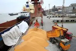 گرانترین گندم در بهار از کدام کشور به ایران رسید + نمودار