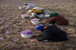 بازار جهانی زعفران در قبضه اسپانیا؛ ایران فقط تأمین‌کننده