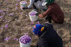 بازار جهانی زعفران در قبضه اسپانیا؛ ایران فقط تأمین‌کننده
