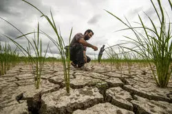 کمرنگ شدن کشاورزی در اقتصاد ایران؛ هم بازار کار، هم تولید+ نمودار