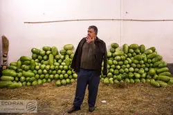 چرخش هندوانه و سیب زمینی به سمت افزایش قیمت+ نمودار