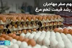 رییس اتحادیه مرغداران: مهاجران نقشی در رشد قیمت تخم مرغ نداشتند