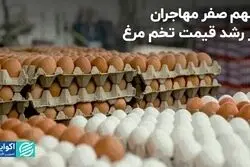 رییس اتحادیه مرغداران: مهاجران نقشی در رشد قیمت تخم مرغ نداشتند