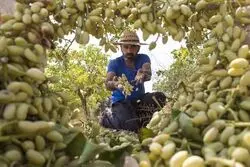 پوست سبز پسته؛ گنج پنهان صادرات غیرنفتی 