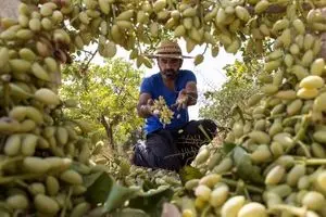 پوست سبز پسته؛ گنج پنهان صادرات غیرنفتی 