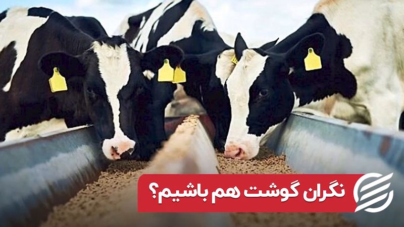 نگران گوشت هم باشیم؟