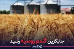 جایگزین گندم روسیه رسید