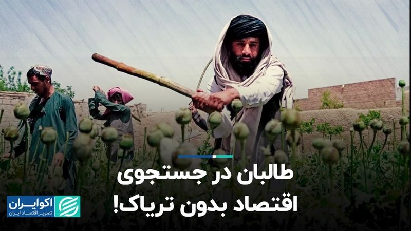 طالبان جلوی کشت خشخاش را می‌گیرد؟