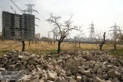 شرایط صدور سند مالکیت برای اراضی زراعی و باغ‌ها اعلام شد