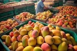  واردات انبه آزاد شد