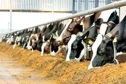 تناقض در بازار گوشت: انباشت دام در دامداری‌ها و رکوردشکنی واردات