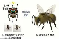 زنبورعسل، ابزار جدید چین برای جاسوسی