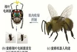 زنبورعسل، ابزار جدید چین برای جاسوسی