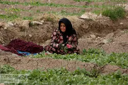 دستور العمل  اخذ عوارض آب مجازی + سند