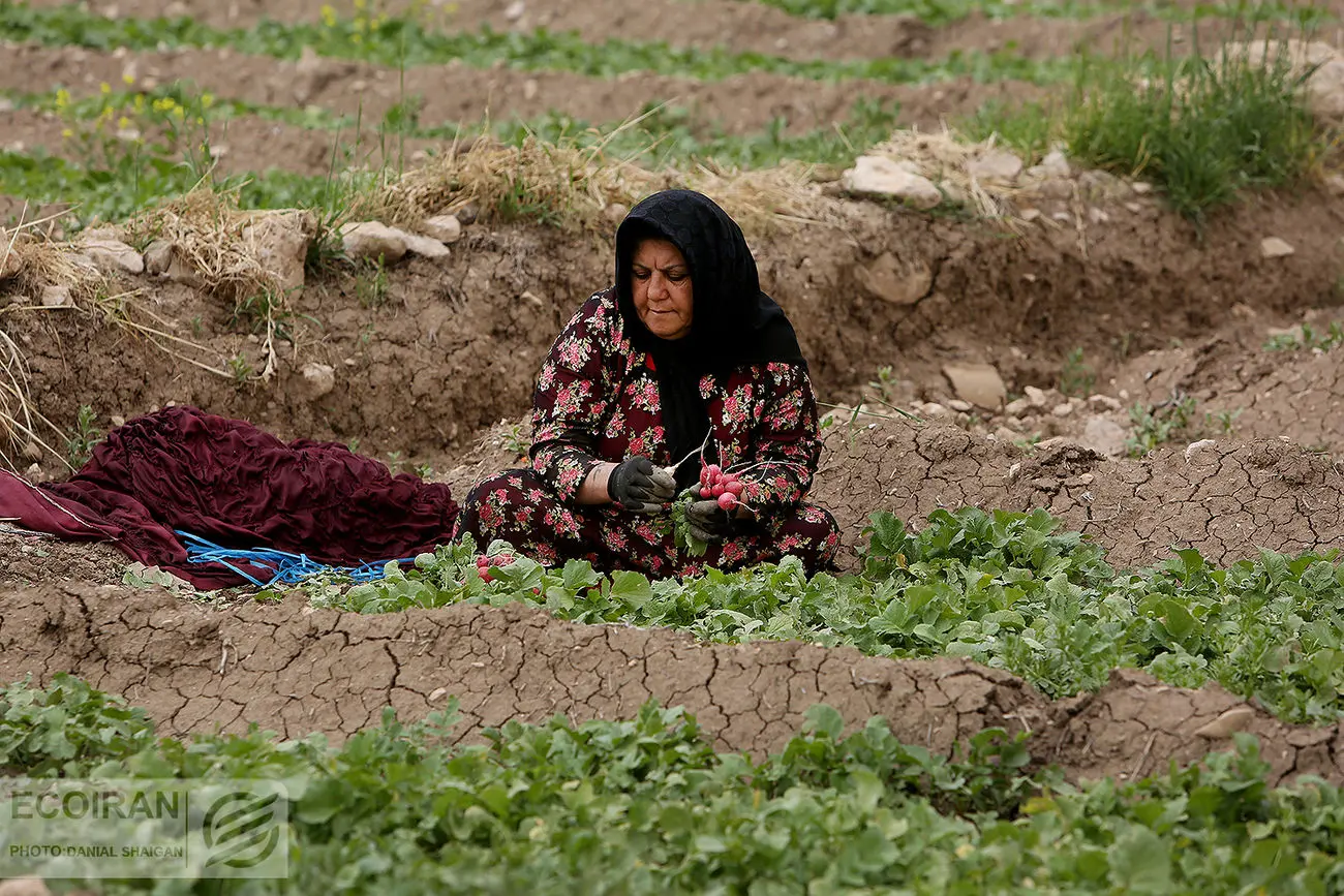 دستور العمل  اخذ عوارض آب مجازی + سند