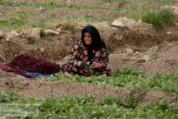 دستور العمل  اخذ عوارض آب مجازی + سند