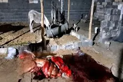 کشف ۱۰۰ کیلو گوشت الاغ در ساوه؛ محموله در راه تهران بود!