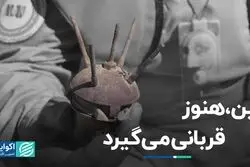 مین، هنوز قربانی می‌گیرد