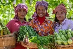 کاهش شاخص مواد غذایی فائو/  بحران امنیت غذایی پابرجاست