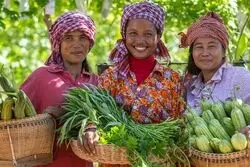 کاهش شاخص مواد غذایی فائو/  بحران امنیت غذایی پابرجاست