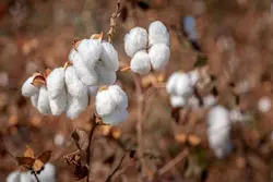 کاهش تولید پنبه و تغییر مسیر صادرات آمریکا