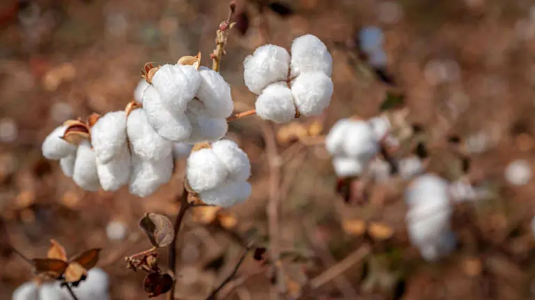 کاهش تولید پنبه و تغییر مسیر صادرات آمریکا