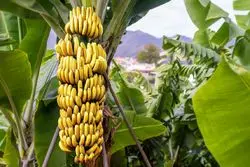 معافیت کامل حقوق گمرکی واردات موز برای مرزنشیان