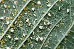 آیا مگس های سفید برای همیشه از تهران رفتند؟

