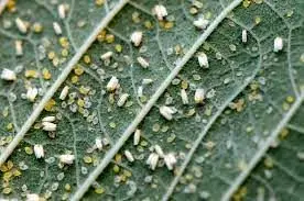 آیا مگس های سفید برای همیشه از تهران رفتند؟

