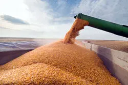 بزرگترین تولیدکنندگان غلات در جهان + نمودار