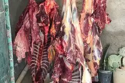 تایید رسمی عرضه گوشت اسب و الاغ
