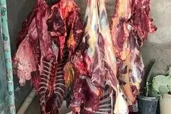 تایید رسمی عرضه گوشت اسب و الاغ
