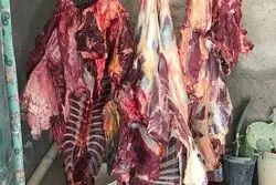 تایید رسمی عرضه گوشت اسب و الاغ